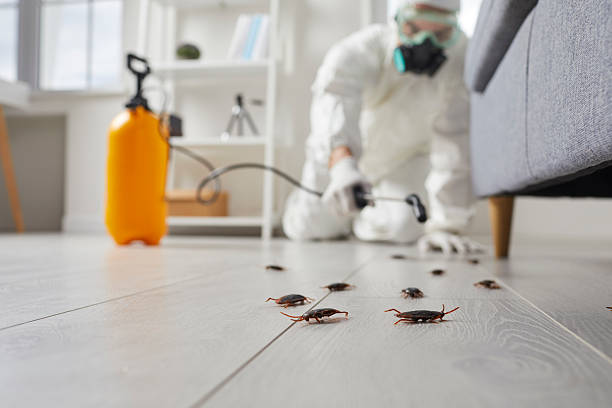 Commercial Kitchen Cockroach Control in La Palma